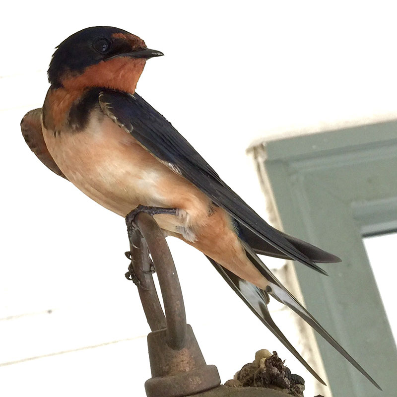 Male Barn Swallow Closeup