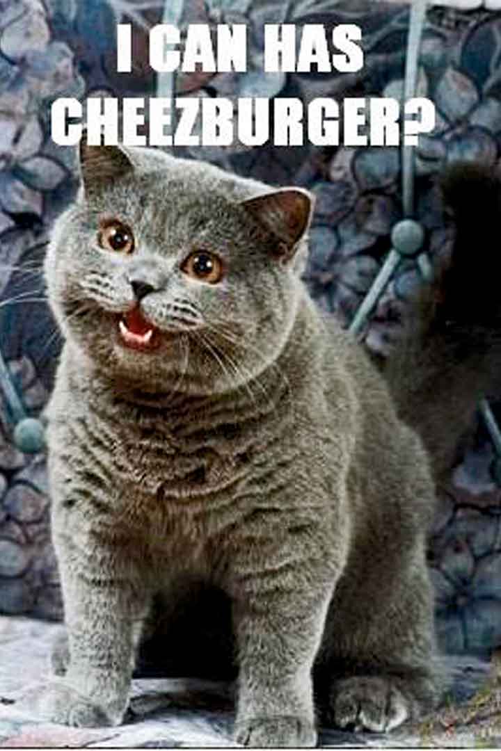 I can has cheezurger?