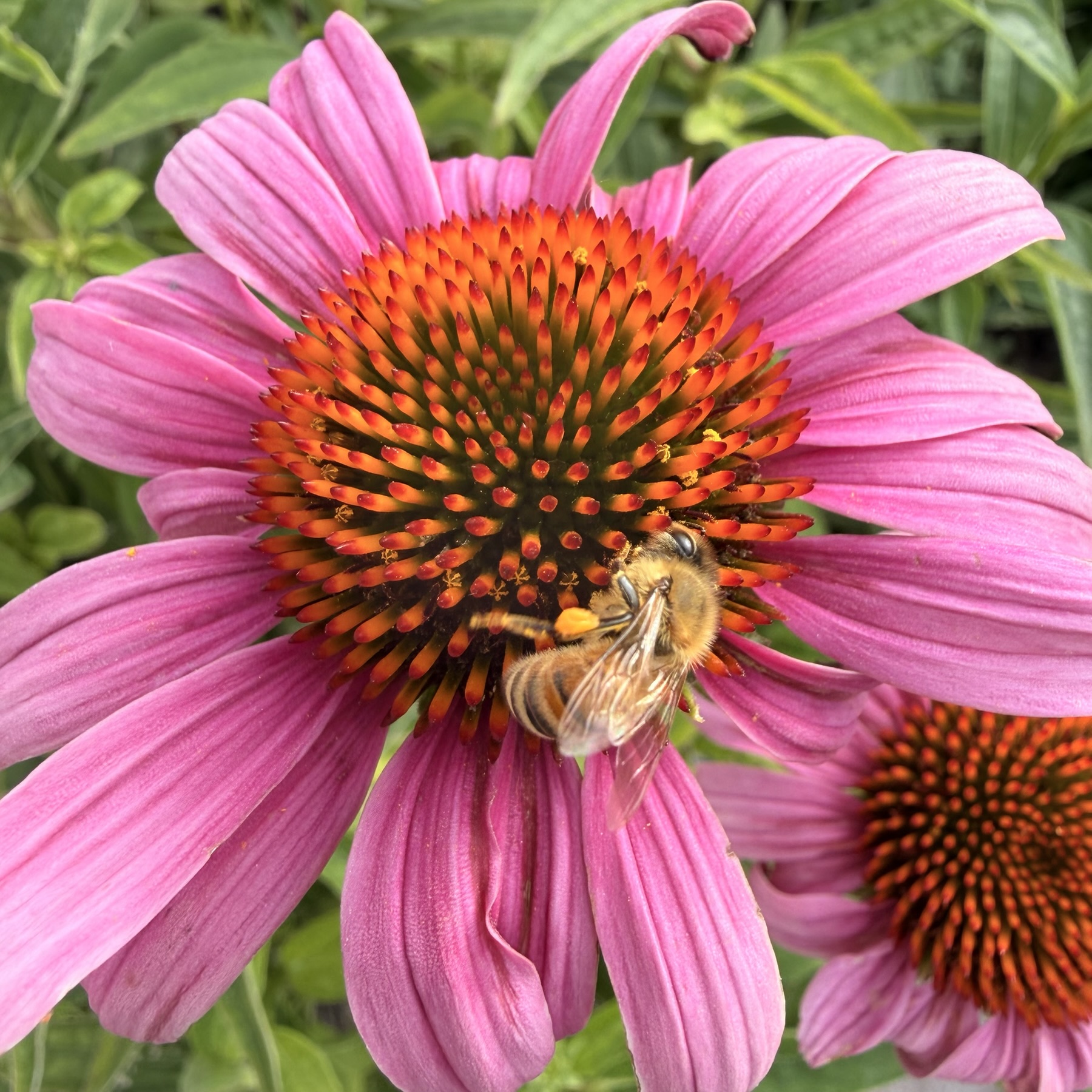 a honeybee foraging for nectar