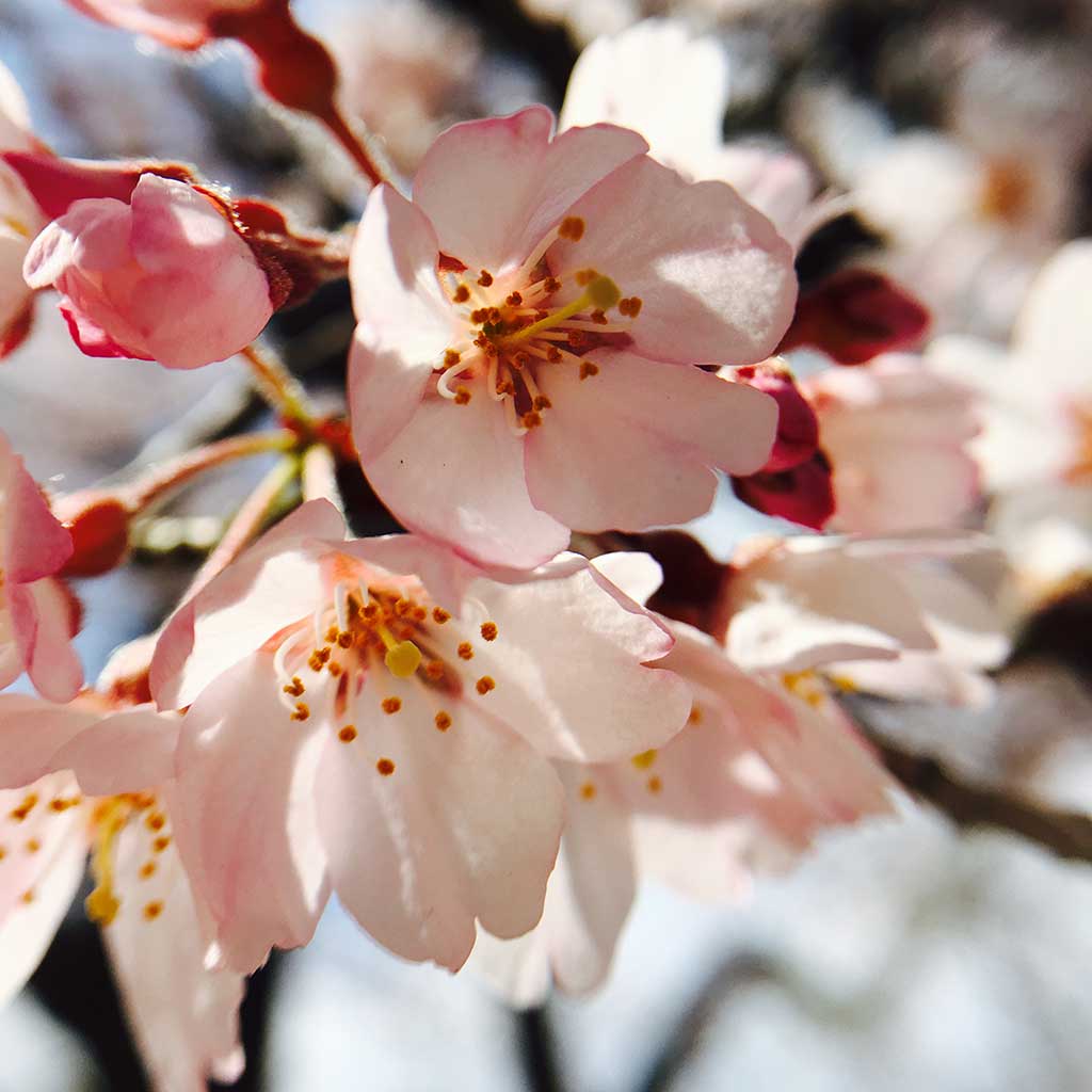 Cherry blossoms in Kyoto.  The Japanese word for these is 'Sakura'.